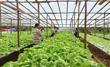 Pemkab Sintang Optimalkan Pengembangan Kampung Sayur Dak Jaya