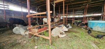 Bisnis Sapi Qurban Yang Menjanjikan di Kota Gunungsitoli