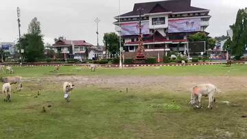 Penyerahan Hewan Kurban Untuk 41 Masjid di Manado