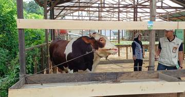 Sapi Kurban dari Presiden RI untuk Warga Binjai