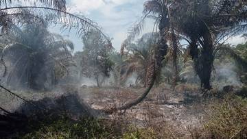 Karhutla Aceh Barat Meluas, Empat Titik Aktif