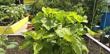 Warga Gang Gama Jaya Sintang Lakukan Pemanfaatan Pekarangan