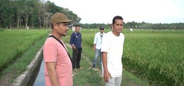 Hasil Pertanian Padi Kelam Permai Menjanjikan 