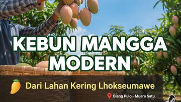Kebun Mangga Modern dari Lahan Kering Lhokseumawe