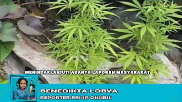 Tim Pengkat Pegubin Menemukan & Mencabut Ganja