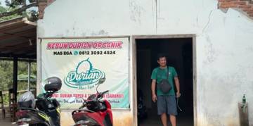 Nikmati Buah Lezat di Kebun Durian Organik Segulung