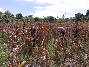 Panen Jagung Dukung Ketahanan Pangan Nasional