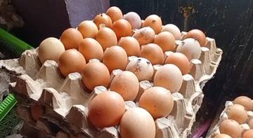 Harga Telur di Talaud Meroket Jelang Nataru