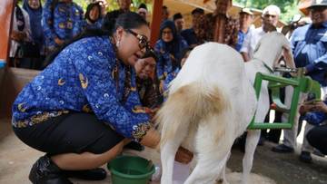 Potensi Ternak Kambing Sanen di Kampung Ternak Nglanggeran