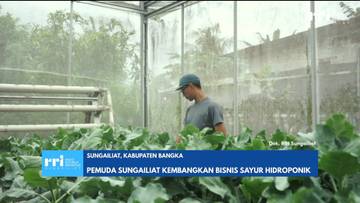 Pemuda di Sungaliat Kembangkan Bisnis Sayur Hidroponik