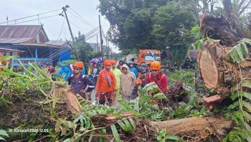 Cuaca Ekstrem Landa Maros, Pohon Tumbang hingga Listrik Padam