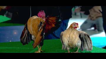 Fashion Show Ayam Terkecil di Dunia 