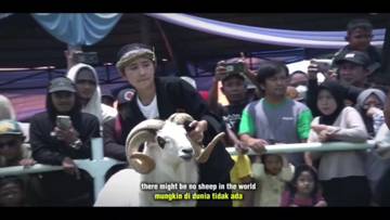 Gelaran Adu Domba yang Semakin Mempesona  