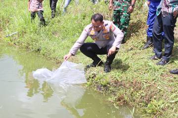 Penebaran Ribuan Ekor Bibit Ikan Nila
