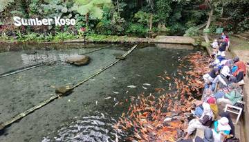Pengelola Sumber Koso Pruning Ranting Kering 