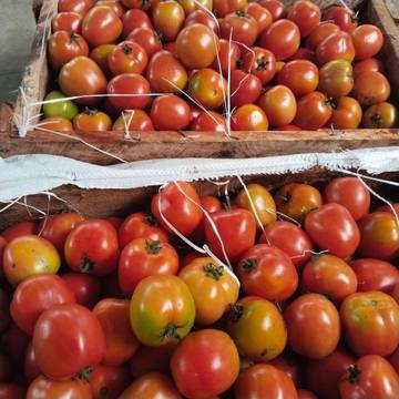 Harga Tomat di Melonguane Tembus Rp18.000/Kg