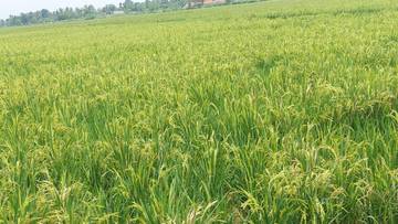 Lebak Optimalkan Lahan Sawah Dukung Swasembada Pangan