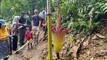 Bunga Bangkai Raksasa Mekar Sempurna di Kebun Raya Bogor