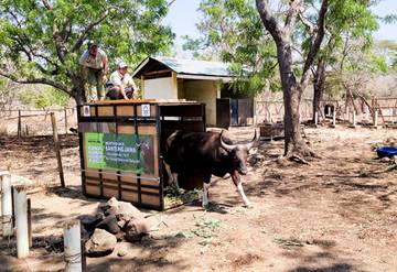 Taman Nasional Baluran Tambah Satu Ekor Indukan Jantan Banteng Jawa