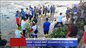 BNPB Tanam Ribuan Mangrove di Desa Tapulaga 