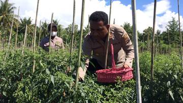 Tekan Inflasi, Kapolres Jayapura Panen Cabe