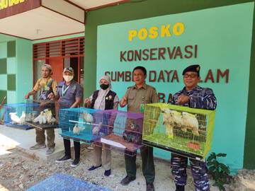 BKSDA Baubau Sita Puluhan Ekor Burung  Ilegal di Atas Kapal