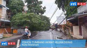 Hujan Deras  Pohon Tumbang Akses Jalan Tertutup