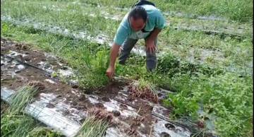 Kelompok Tani Desa Air Mesu Panen Bawang Merah